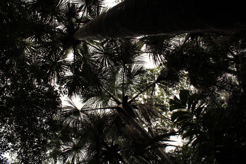 A shot from the ground looking up of aguaje trees in Peru.